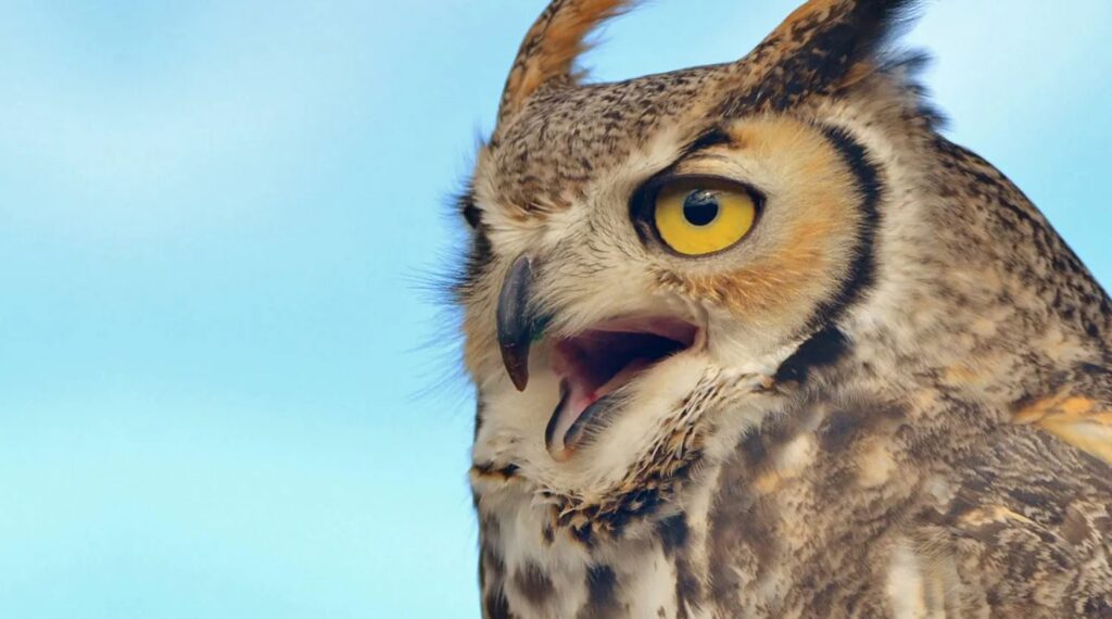 Great Horned Owl Most Dangerous Birds