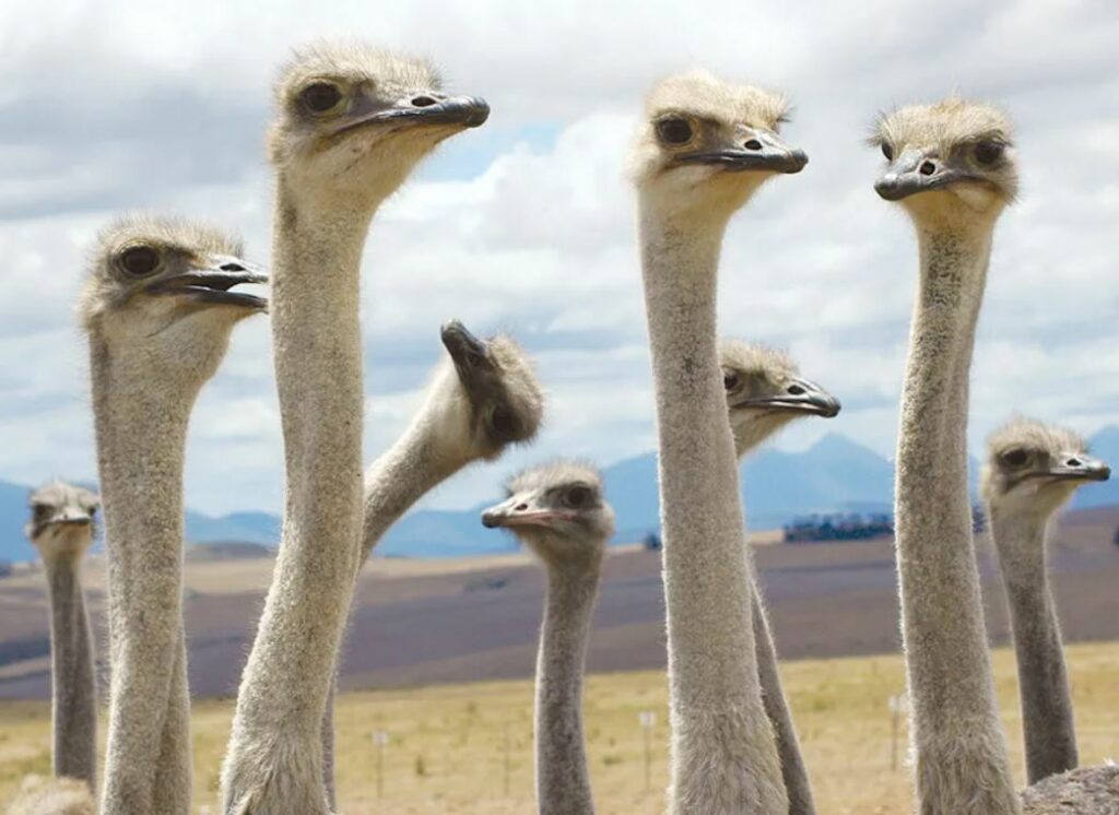 Ostrich Most Dangerous Birds