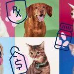 Insurance Companies for Dogs and Cats