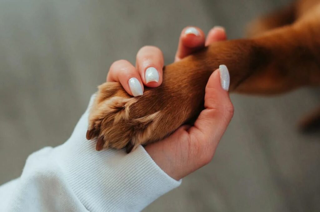 Clean Dog Paws